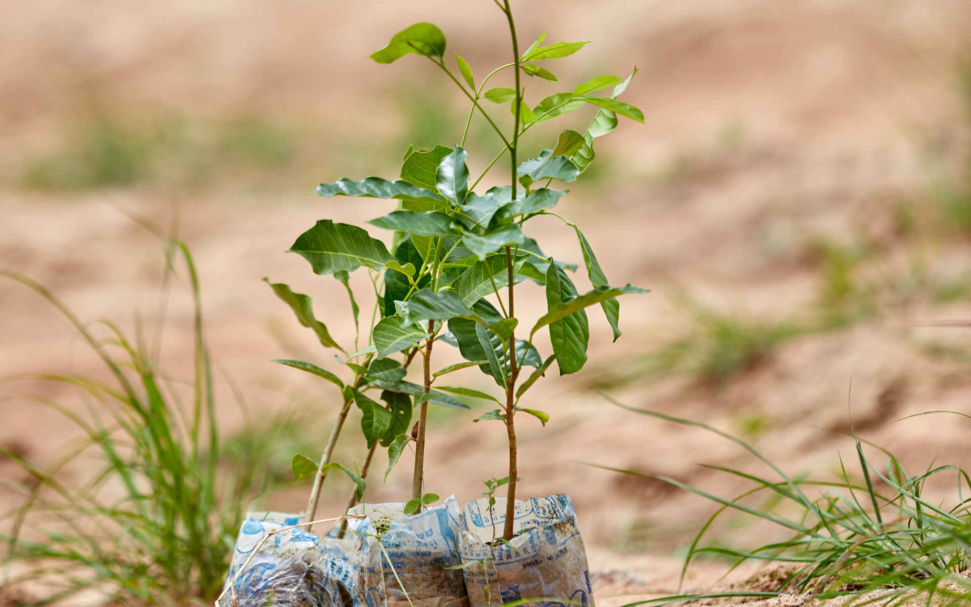 Top 6 Reasons Why Our Needs the Great Green Wall Tree Aid
