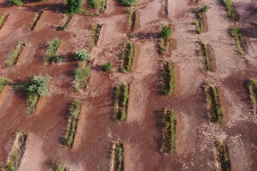 Rows of trees being planted in red soil