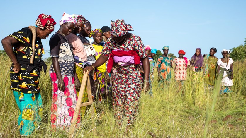 A group of women using agroforestry techniques in a Sahel field.
