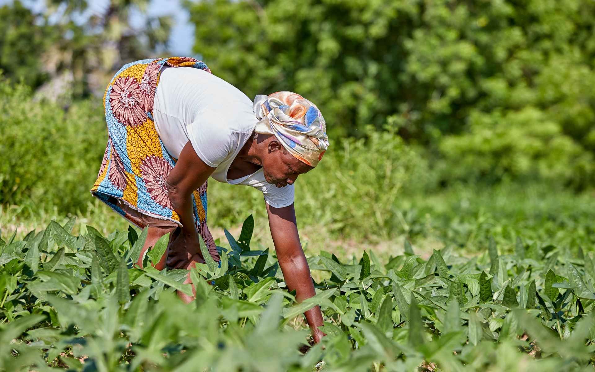 A women in Upper East Ghana tending to crops on her farmland.
