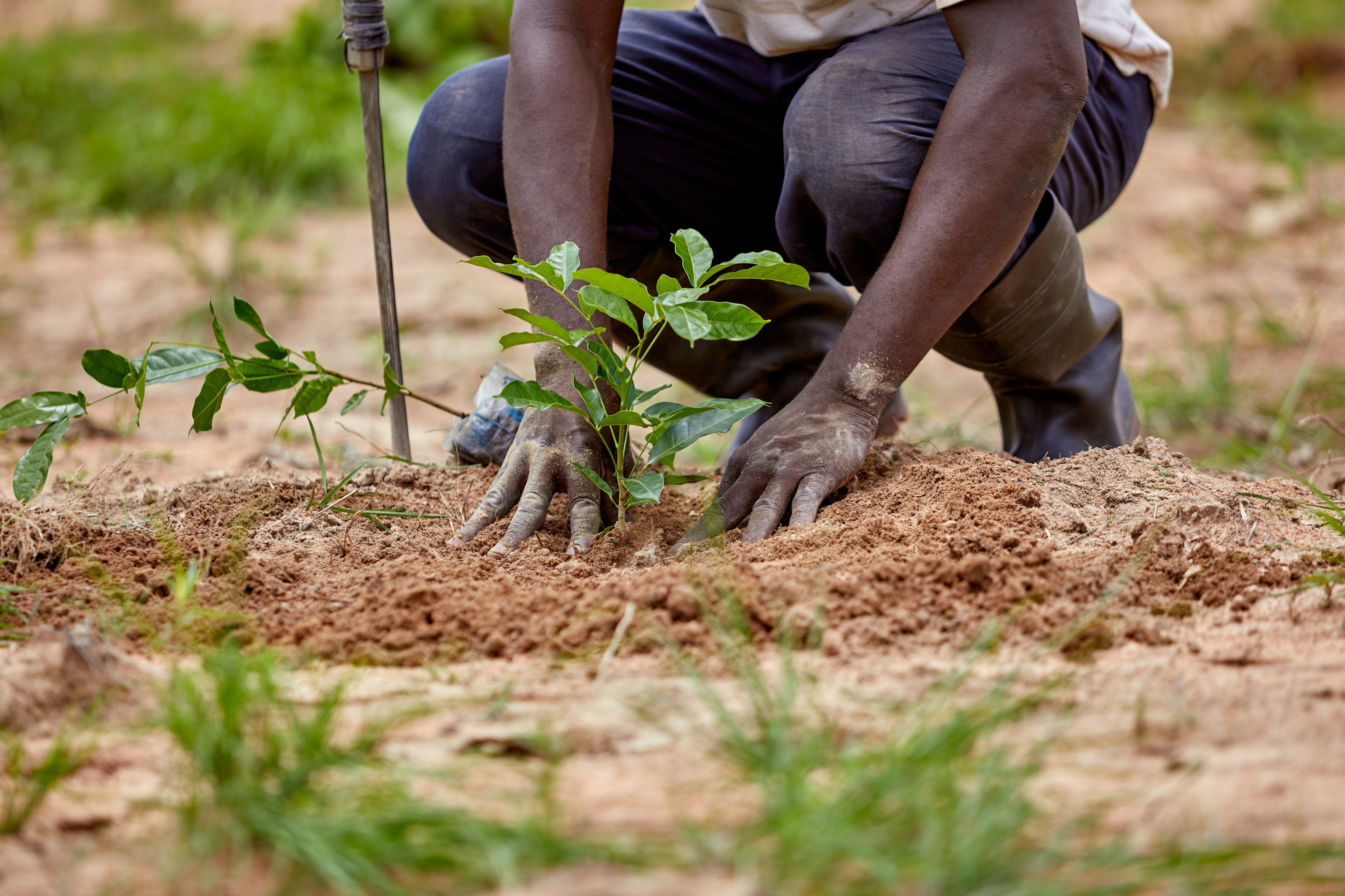 Close up of a tree being planted.