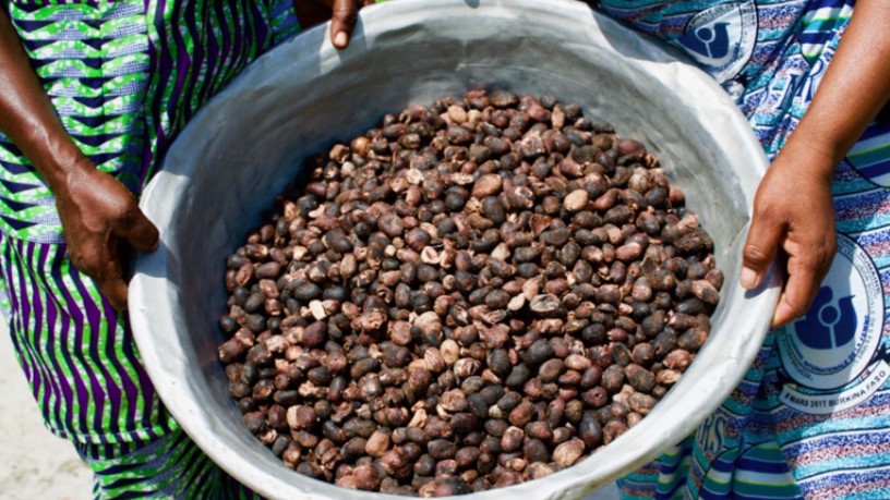 Close up picture of shea nuts in a bowl