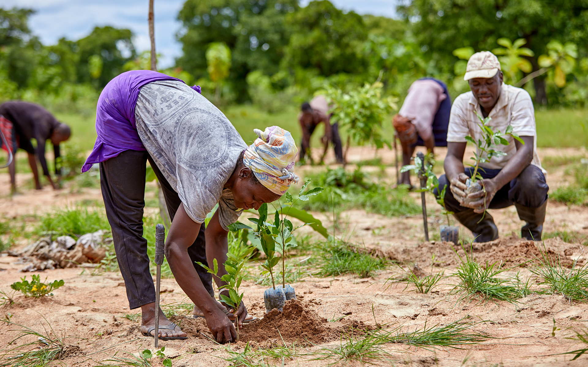 A woman in Ghana planting a tree sapling to tackle the effects of the climate crisis in her community.