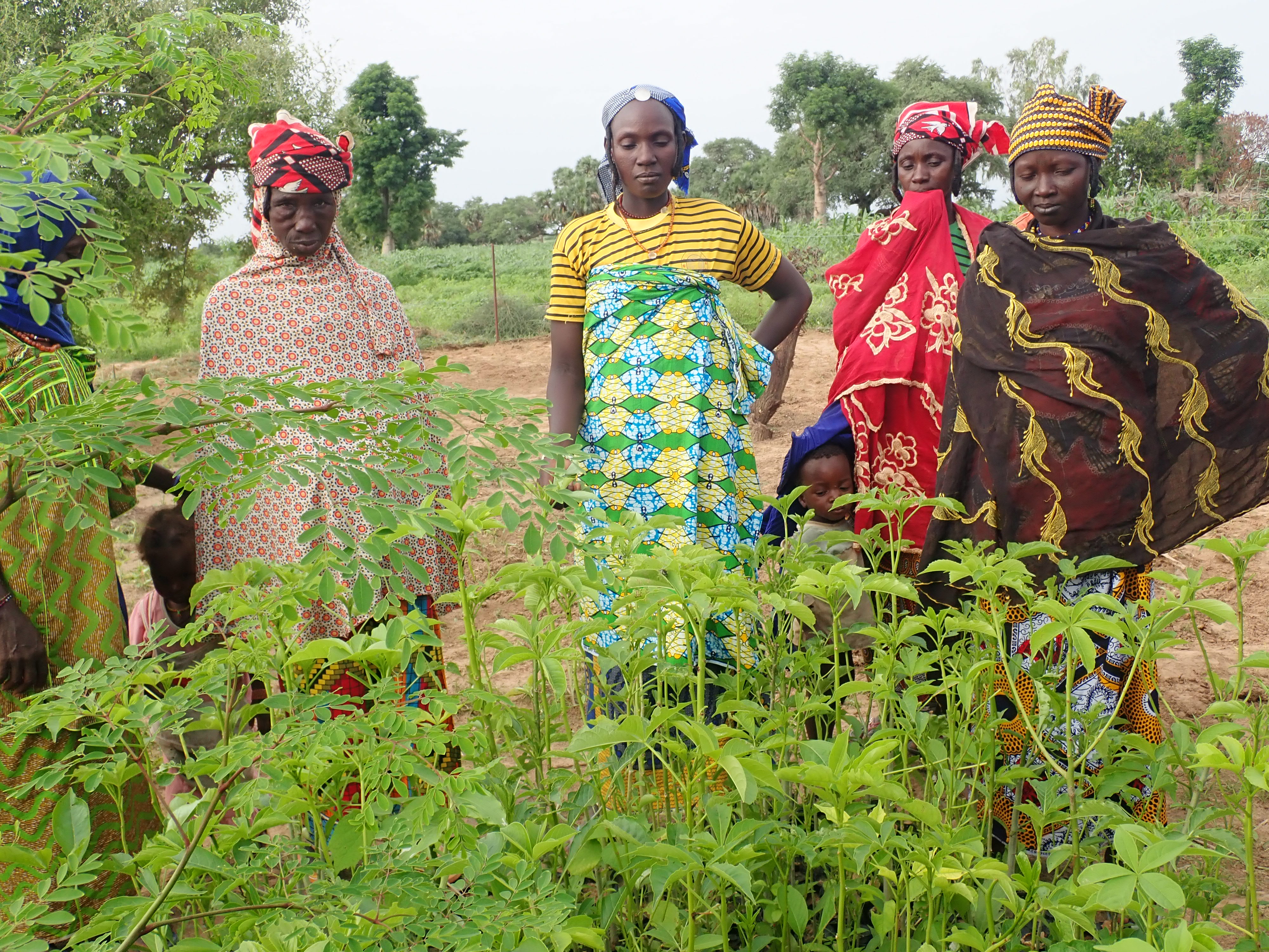 Park W Dosso participants  will receive support to protect the natural resources that they rely on and help to earn a sustainable income from trees. 