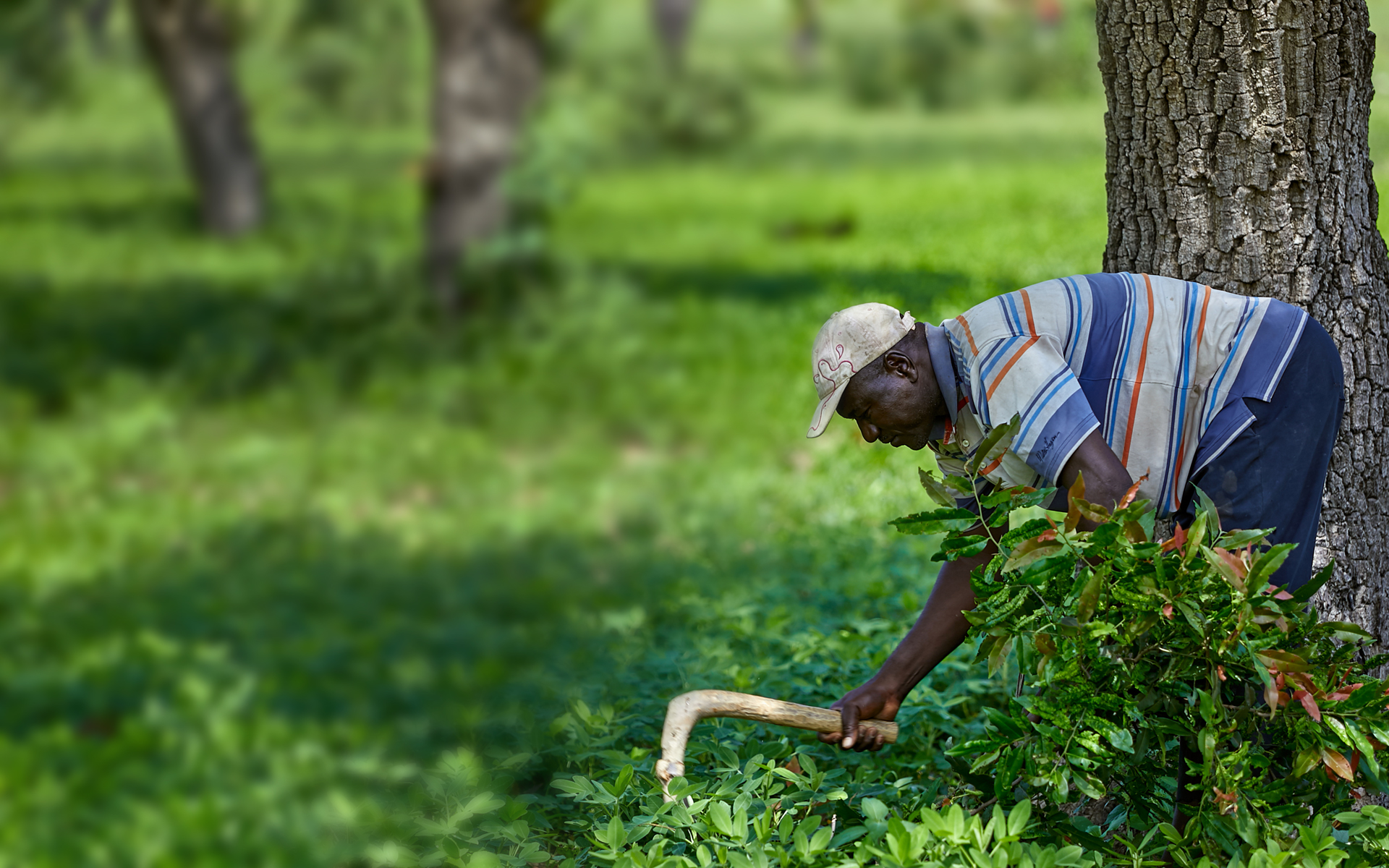 A man in northern Ghana tending to his land.