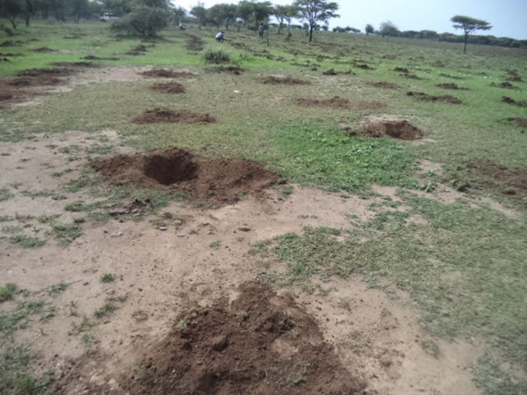 Plantation pits prepared by enclosure area members and community for Ethiopia's tree planting world record breaking