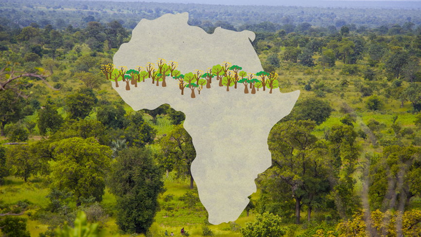 Map of Africa with illustrated trees showing where the Great Green Wall will be