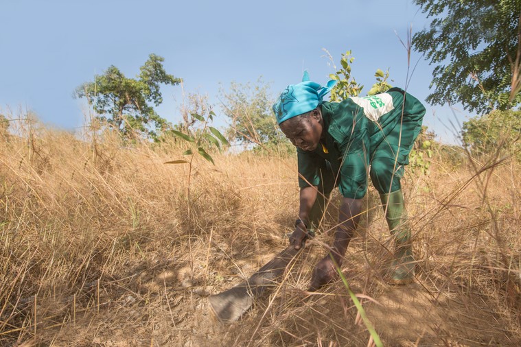 A female volunteer forest guard on a Tree Aid project is weeding around a new sapling to help it grow