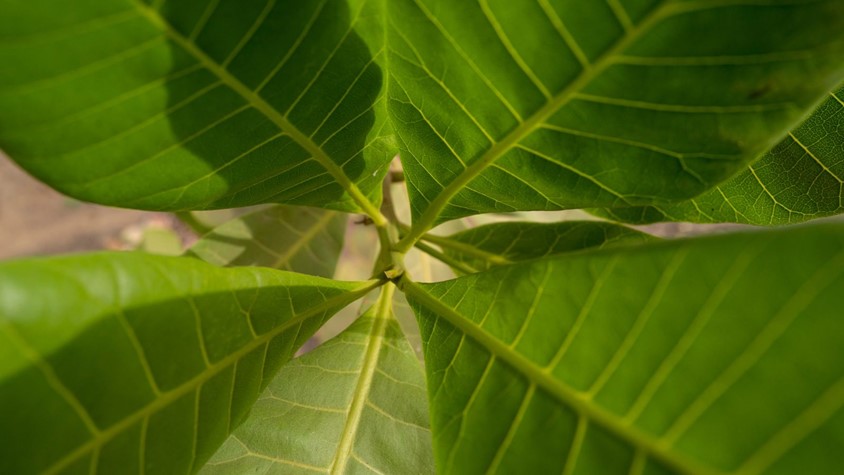 Close up picture of green leaves