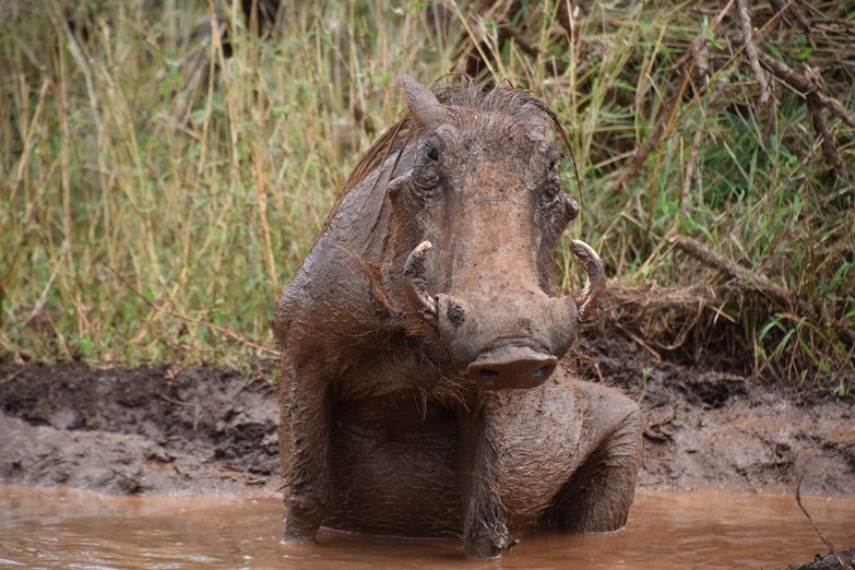 Warthog sitting in watering hole, looking at camera