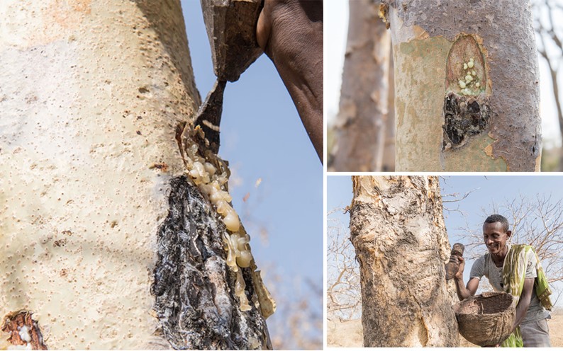 3 pictures showing frankincense resin seeping out of tree trunk