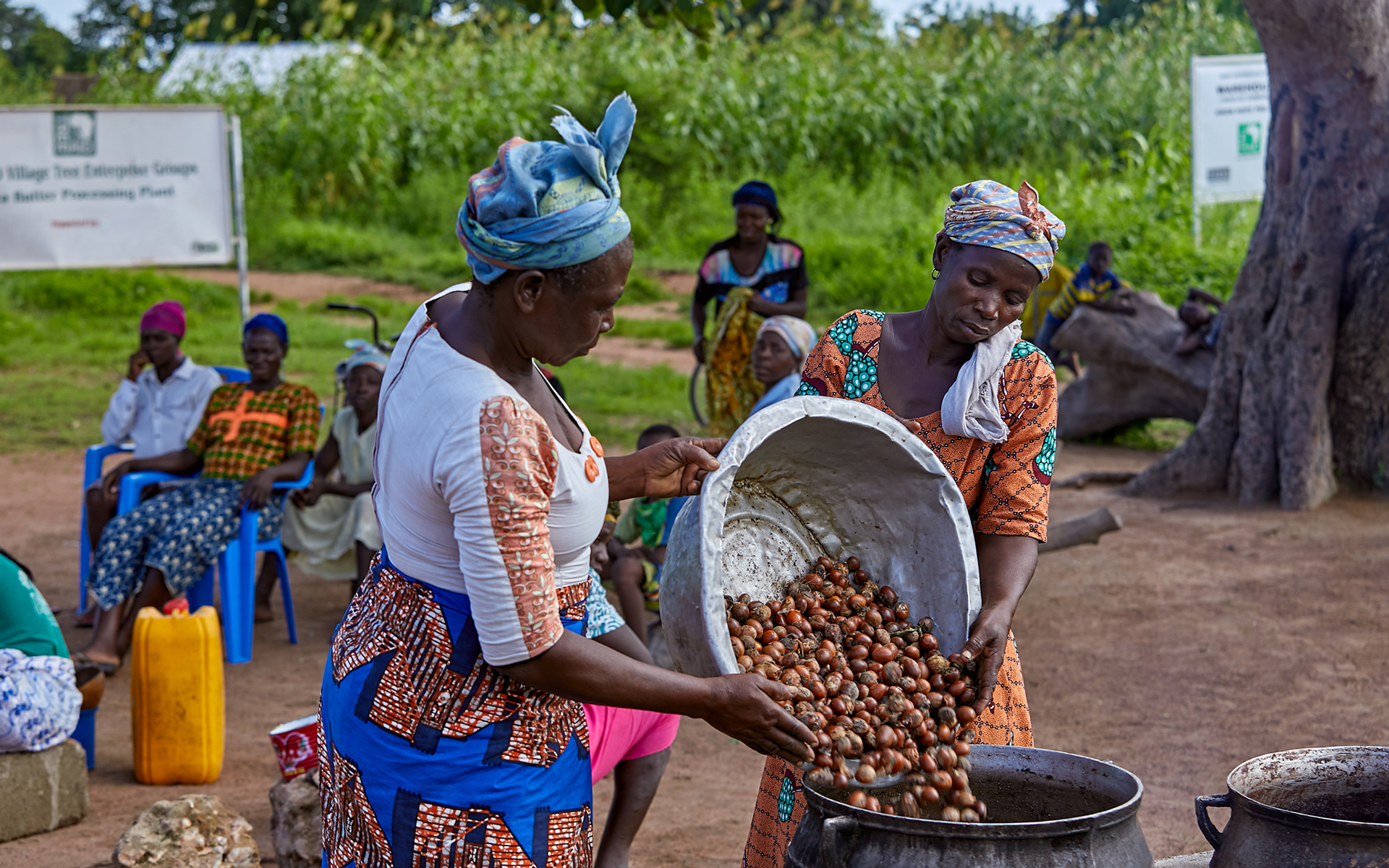 Kuabje and another woman in her village pouring collecting shea nuts into a pot to process.