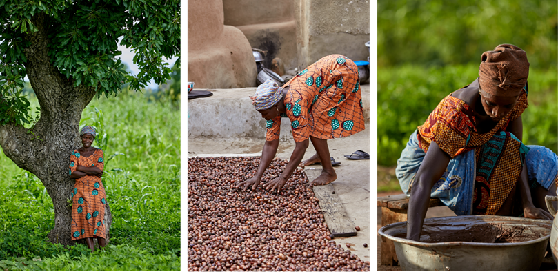 Three photographs showing a shea tree, a woman harvesting nuts and a woman churning shea butter