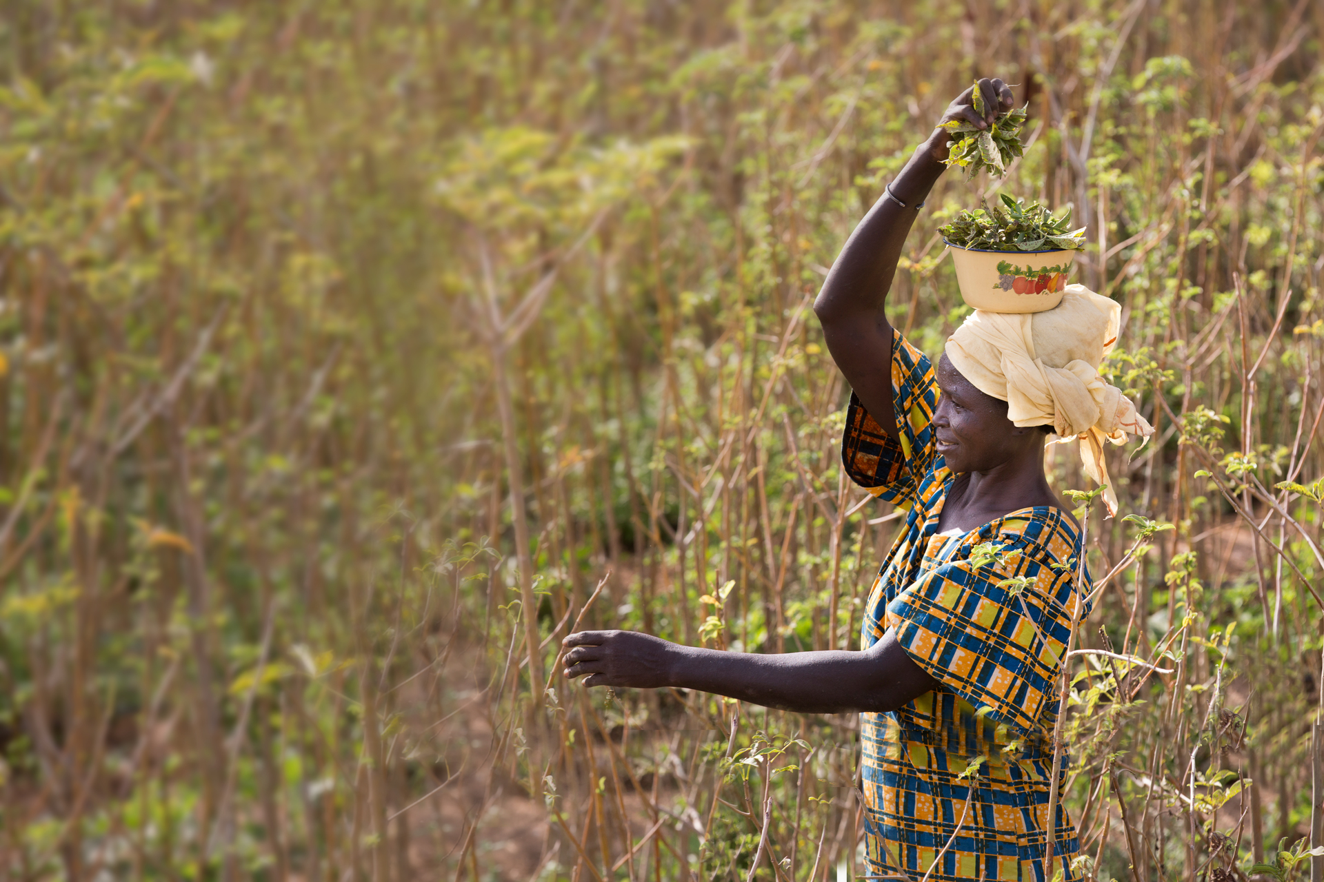 A woman harvesting moringa leaves and collecting them in a bowl on her head.