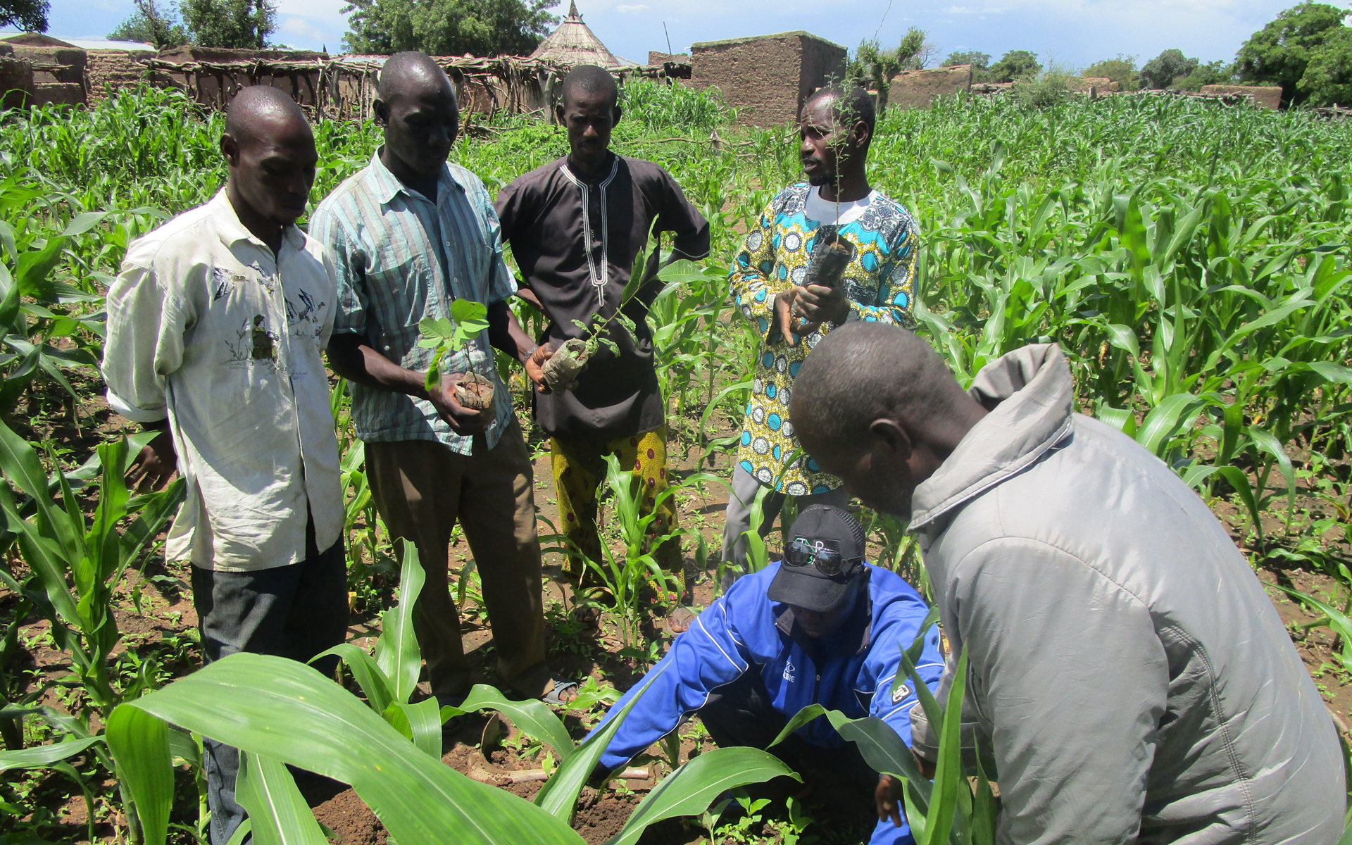 Community members on the restoring Koulikoro project learning to restore their land.