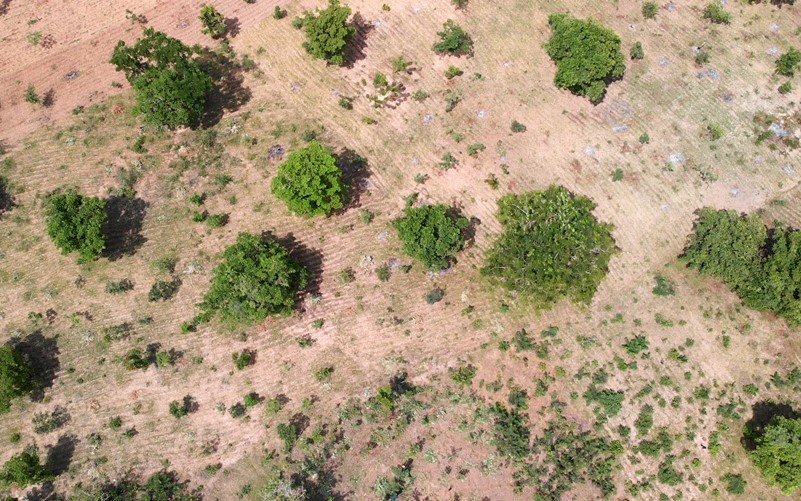 Drone shot of people in Burkina Faso looking after trees in their village