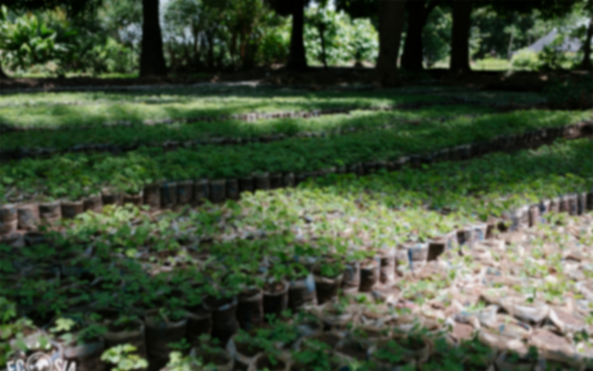 Rows of tree saplings lined up in a tree nursery, ready to be planted along the Daka river through Tree Aid and Ecosia's project in northern Ghana.