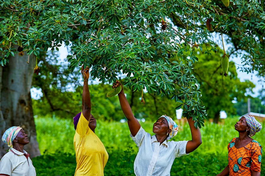 Smiling women picking fruit from a baobab tree