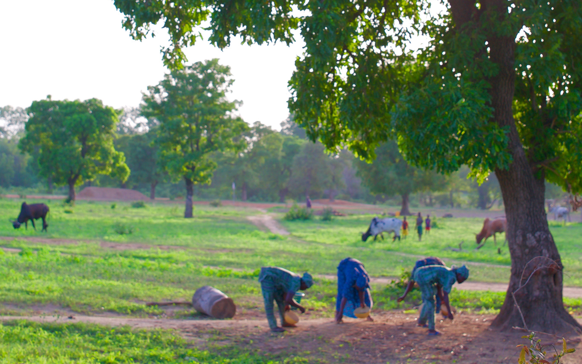 Three women collecting shea nuts under a shea tree.