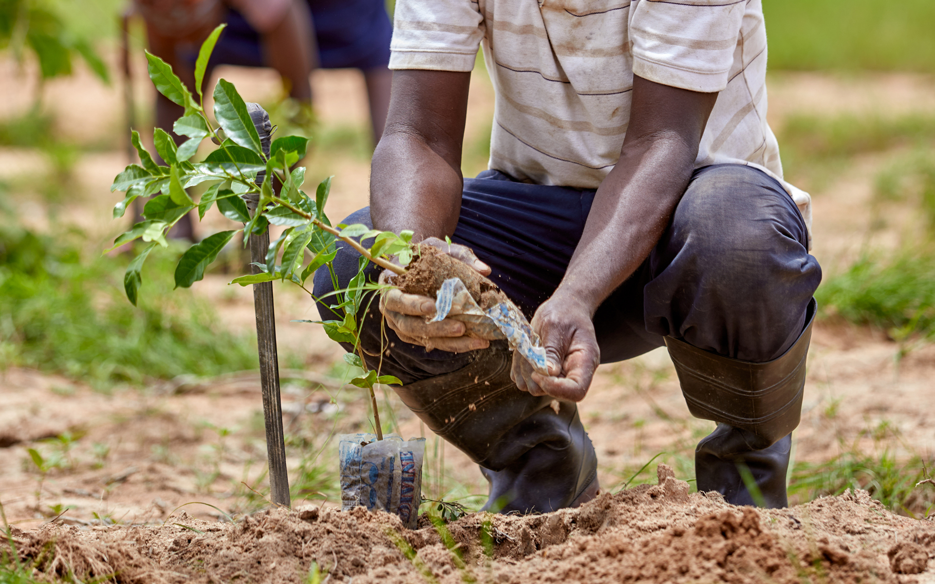 Baata Awujani planting tree saplings in the soil, © 2019 Tree Aid.