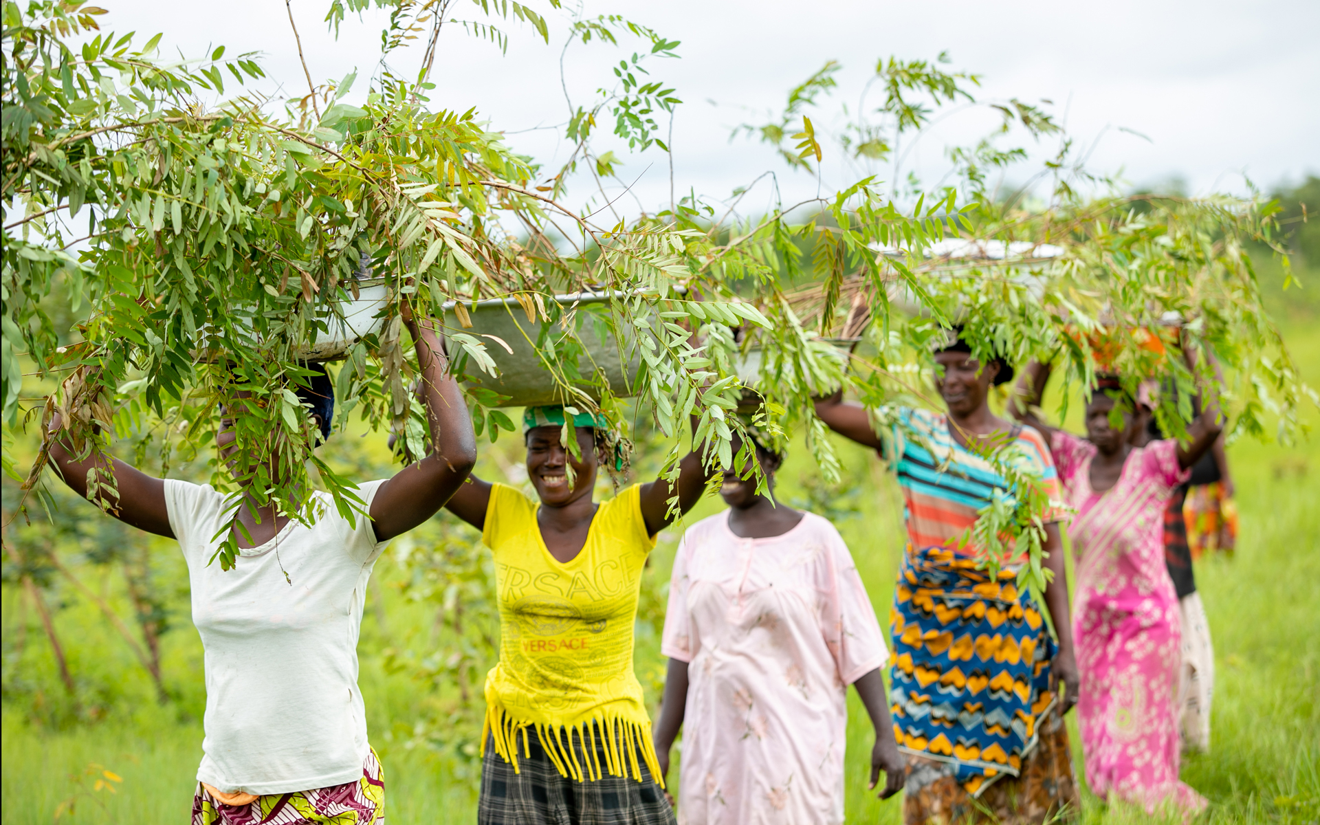 Women in northern Ghana walking in a line with tree saplings in buckets on their heads before planting them.