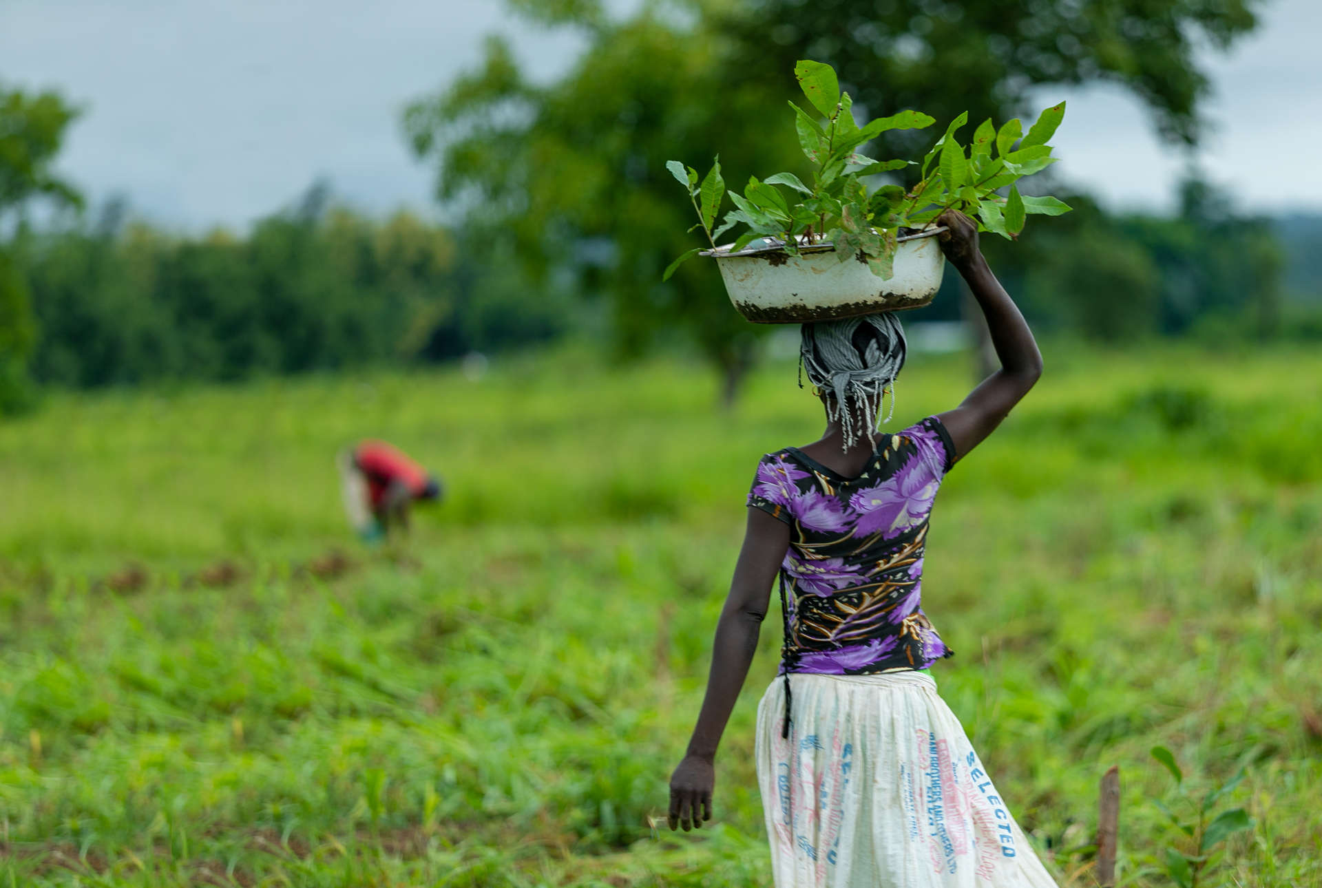 A woman in northern Ghana walking away with a bowl of tree saplings on her head, ready to plant them in her community.