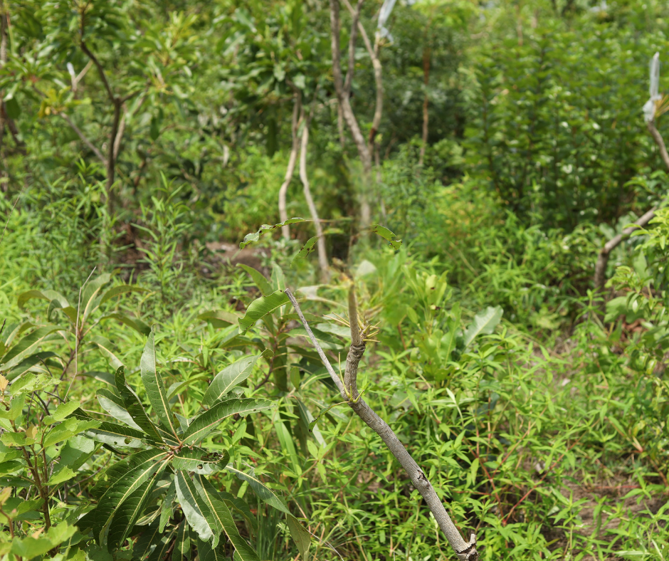Close up of green leaves and bushes in a forest 