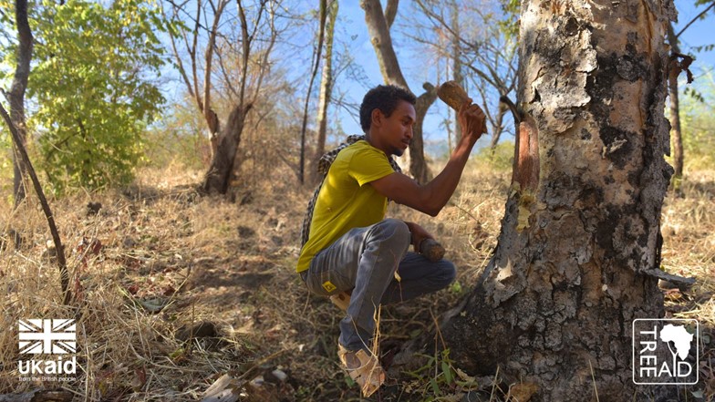 A man crouching and and tapping frankincense resin from a tree.