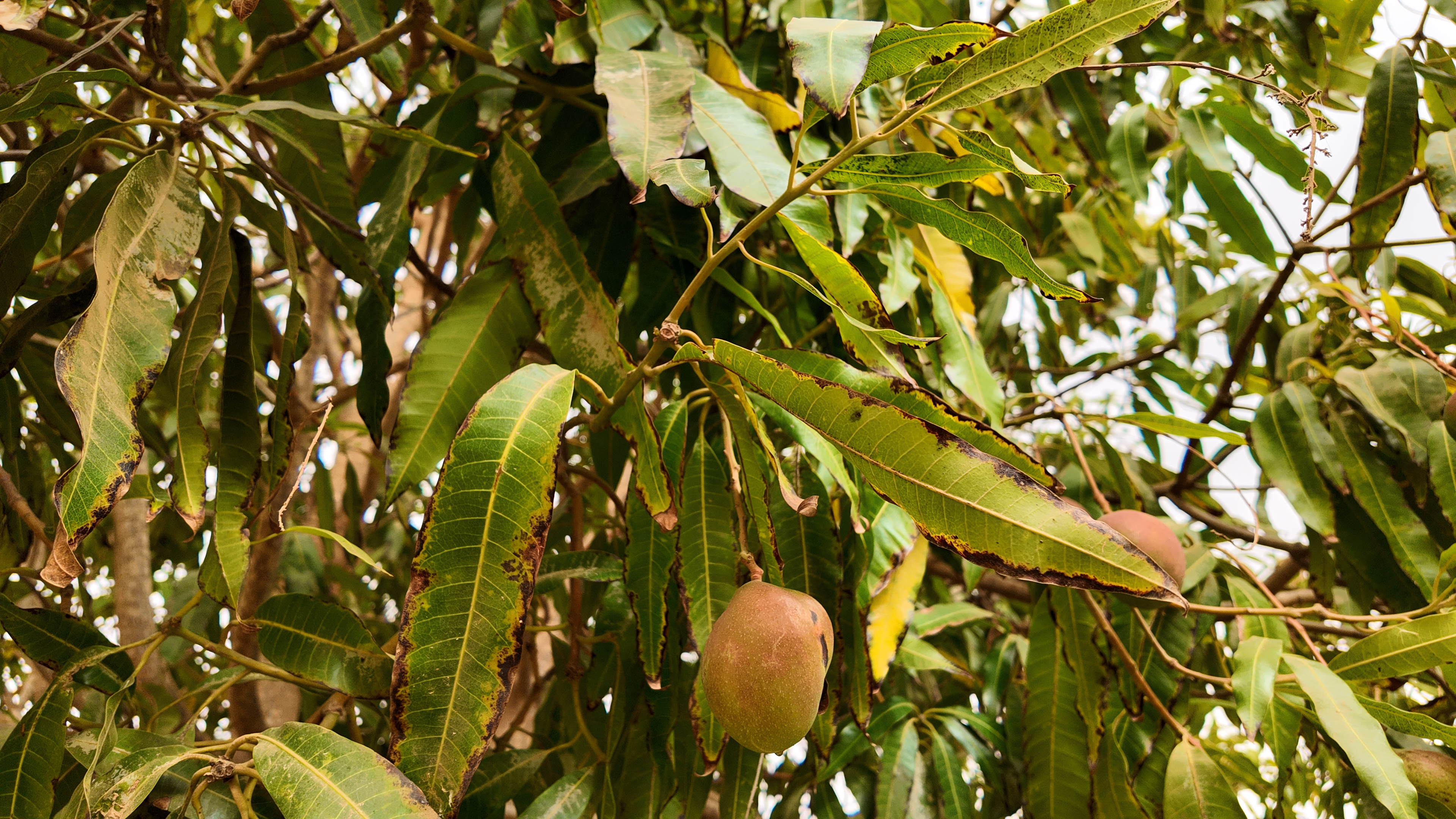 Close up of green mango leaves and orange mango fruit in a tree. 