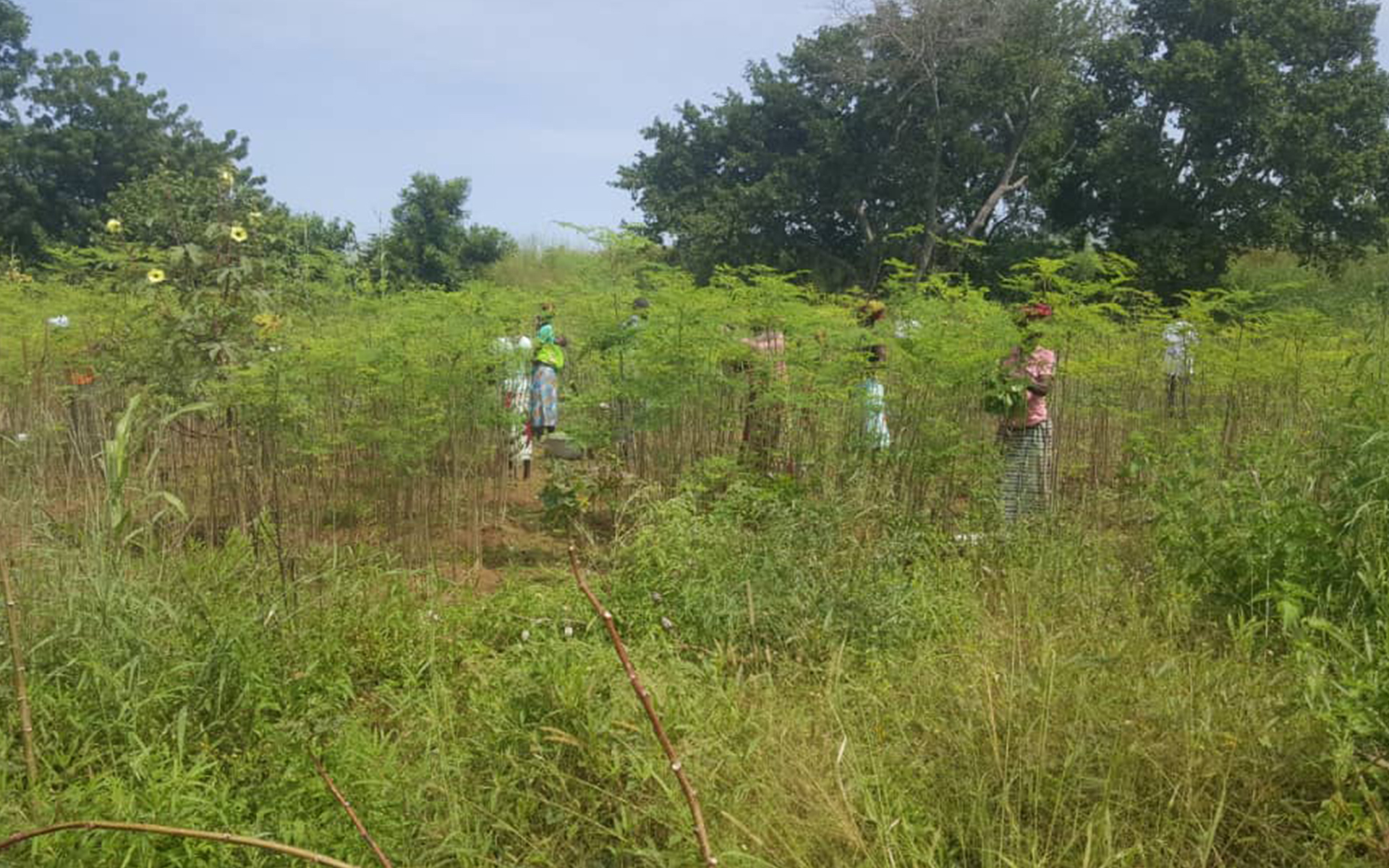 A nutrition garden in Burkina Faso.