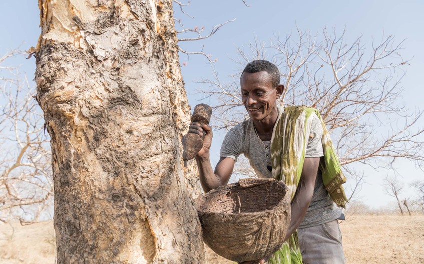 A smiling man tapping a frankincense tree with bowl and pick