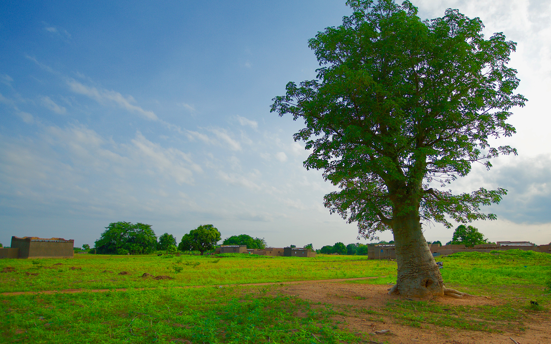 A tree in Torem village, Burkina Faso.