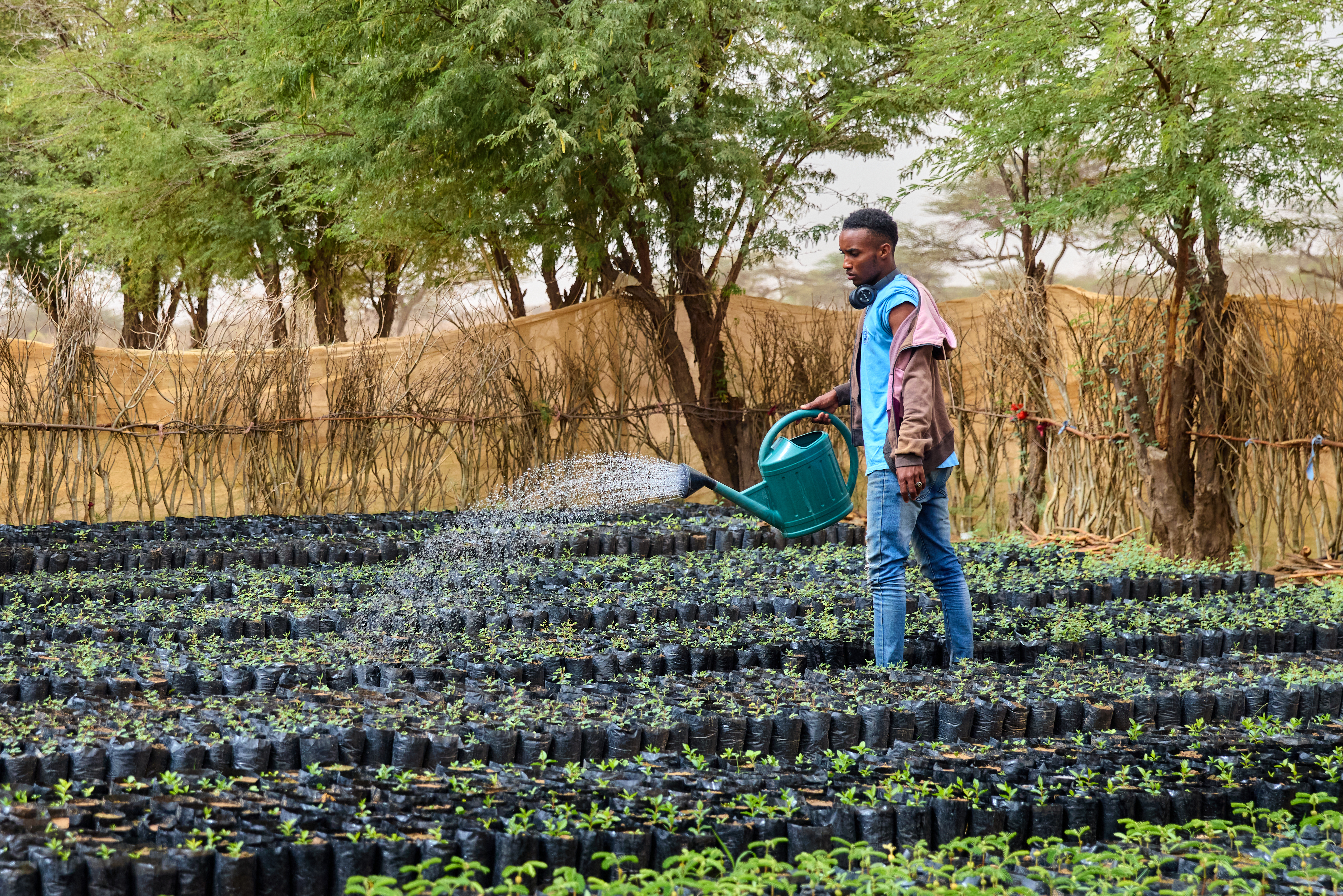 A man with a watering can, watering hundreds of tree seedlings. 